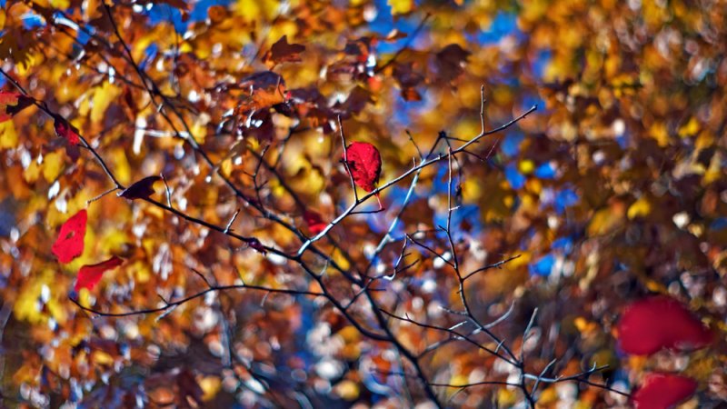 Autumn Kaleidoscope