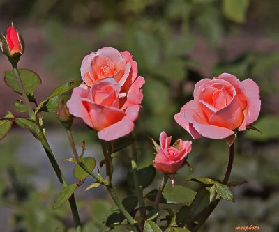 roses_of_biltmore
