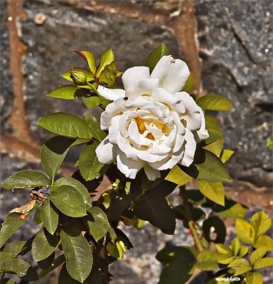 Rose by the Garden Wall