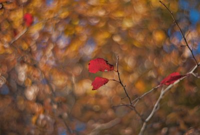 Autumn Leaves of Red and Gold
