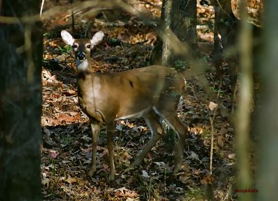 Lady in the Woods