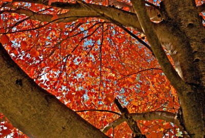 Autumn Canopy