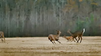 The Chase