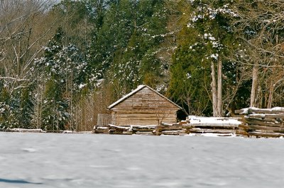 Peach Orchard in January