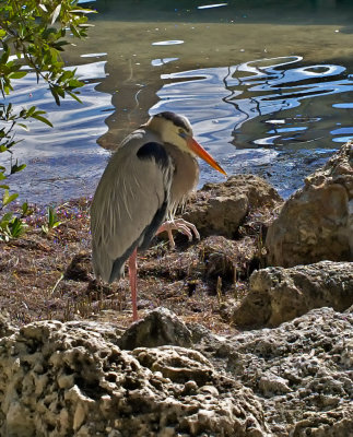 Great Blue