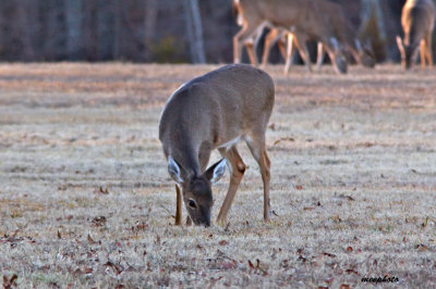 Grazing