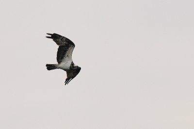 Falco pescatore