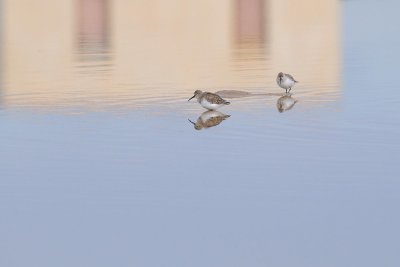 Piovanello pancianera