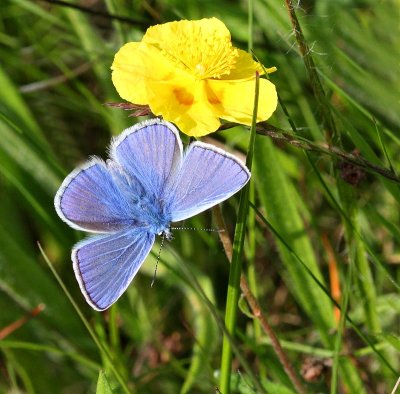 Puktörneblåvinge, (Polyommatus icarus), male