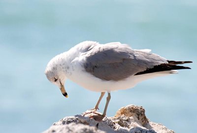 Ring-billed Gull, 3 cy