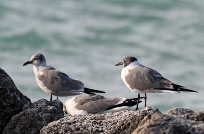 Laughing Gull