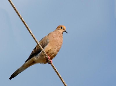 Mourning Dove