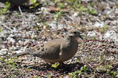 Mourning Dove