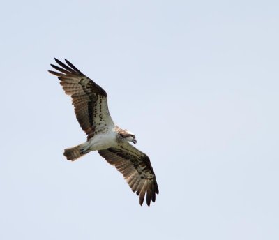 Osprey