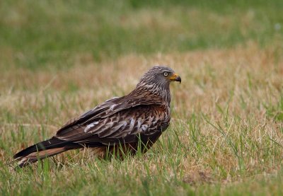 Red Kite