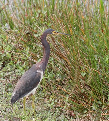 Tricolored Heron, nonbreeding