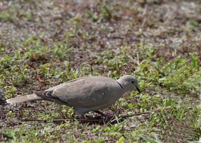 Eurasian Collared Dove