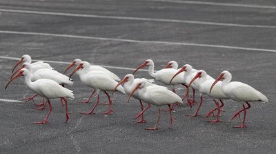 White Ibis