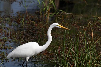 Great Egret