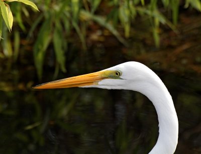 Great Egret