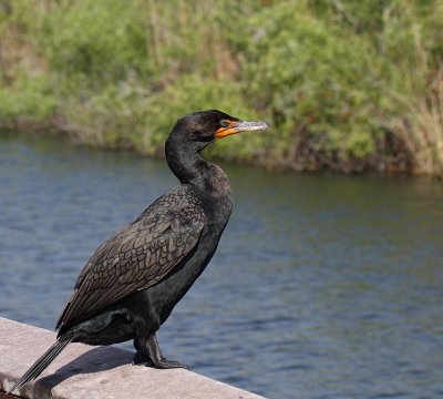 Double-crested Cormorant