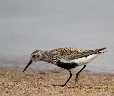 Dunlin, adult breeding