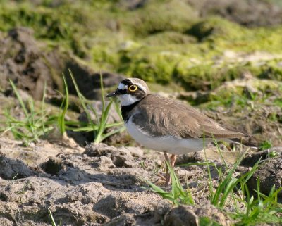 Little Ringed Plover, male