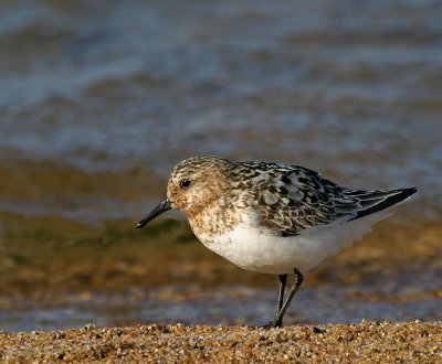 Sanderling