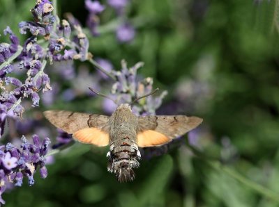 Större dagsvärmare, (Macroglossum stellatarum)