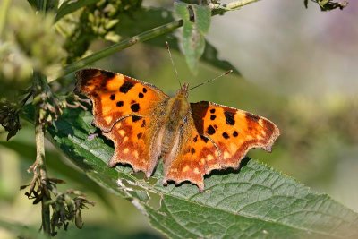 Vinbärsfuks,(Polygonia c-album), female