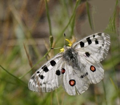 Apollofjäril, (Parnassius apollo)