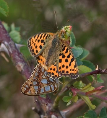 Storfläckig Pärlemorfjäril, (Issoria lathonia)