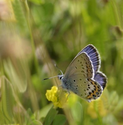 Hedblåvinge, (Plebejus idas), male