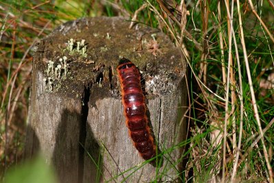 Träfjäril, (Cossus cossus)