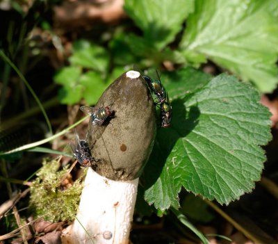 Stinksvamp, med flugor, (Phallus impudicus)