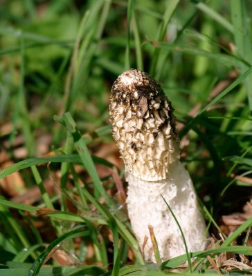 Stinksvamp, utan spormassa, (Phallus impudicus)