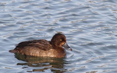 Tufted Duck, female 2k