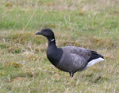 Brent Goose, ad.