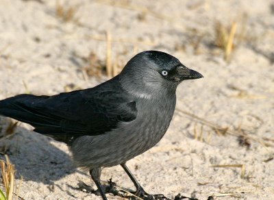 Eurasian Jackdaw