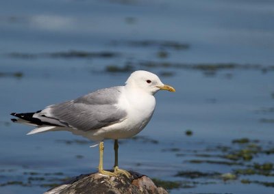 Common Gull, ad.