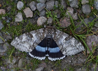 Blåbandat ordensfly, hona, (Catocala fraxini)