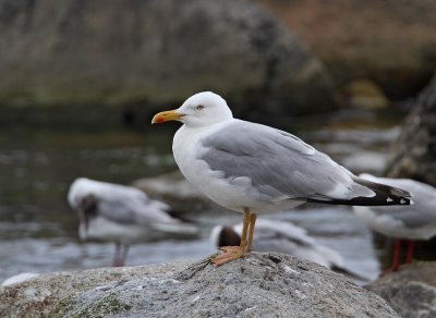 Herring Gull, ad. (with yellow feet)