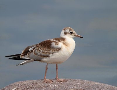 Black-headed Gull, juv.