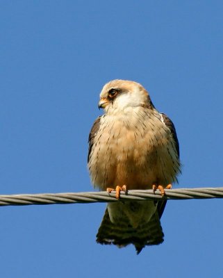 Red-footed Falcon, ad. female