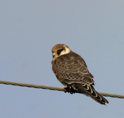 Red-footed Falcon, juv.