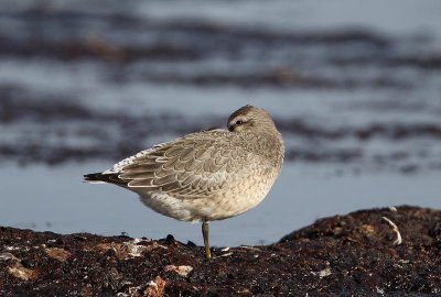 Red Knot, juv.