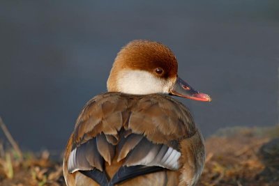 Red-crested Pochard, female, (probably escaped bird)