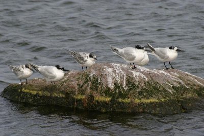 Sandwich Terns, ad. + juv.