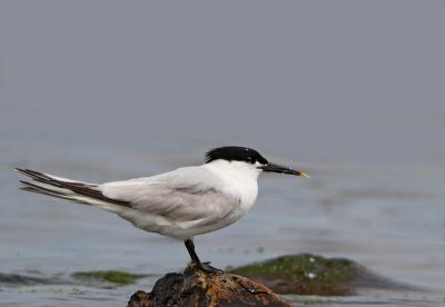 Sandwich Tern, ad.