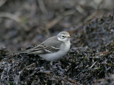 Citrine Wagtail, juv.